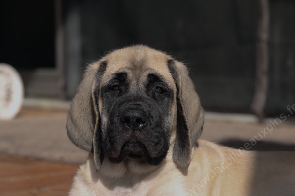 f600 chiot mastiff athos 00502