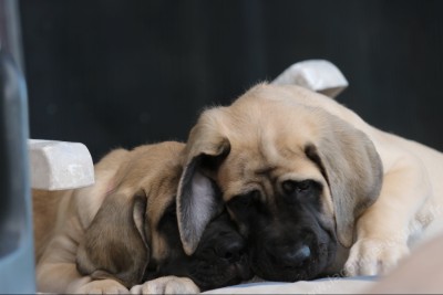 F400 CHIOT MASTIFF ALEXETATHENA 01051