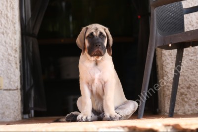 F400 CHIOT MASTIFF APOLLO 3MOIS 00231