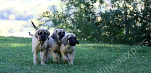 F600 ATHENA APOLLO ATHOS 00811