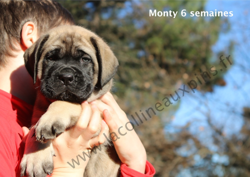 F500  6201 monty de la colline aux pins d or mastiff male chiot mastiff