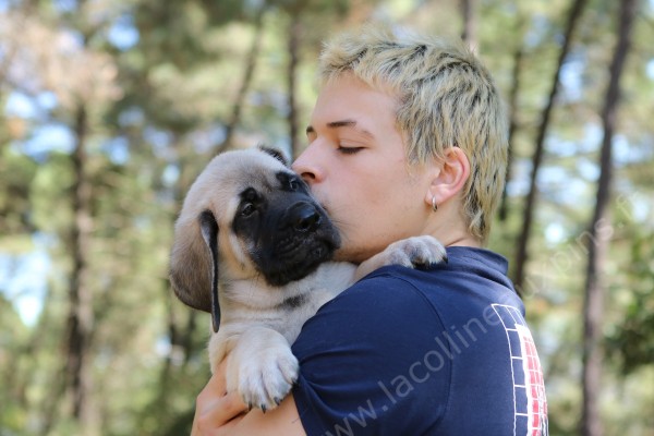 f600 chiot-mastiff-elevage-mastiff 0066