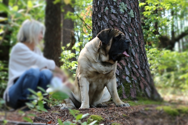 F600 ORSO-MASTIFF-FL 01911