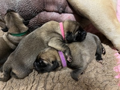 chiot mastiff 5624