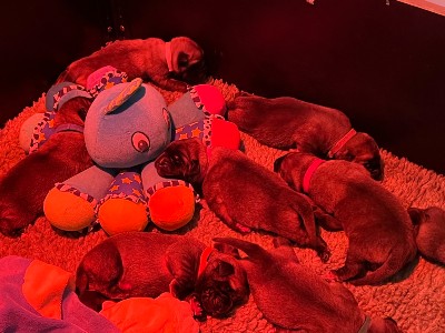 f400 CHIOT MASTIFF 5633