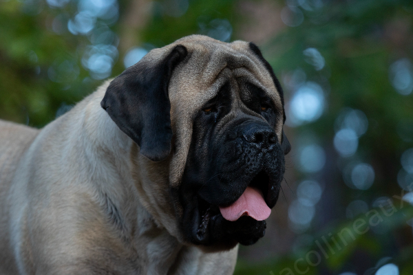 f600 0116  MASTIFF PHANTOME  OCTOBRE 2022