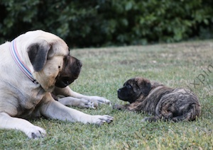 F300 4101 chiot-mastiff-elevage-familial-dans-le-sud-est-france