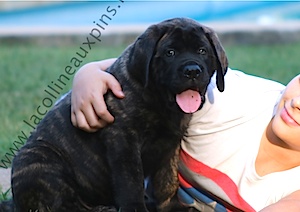 F300 4254 MASTIFF-ELEVAGE-DOGUE-FRANCE