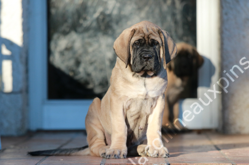 f300 ELEVAGE CHIOT MASTIFF ORSONE 0003