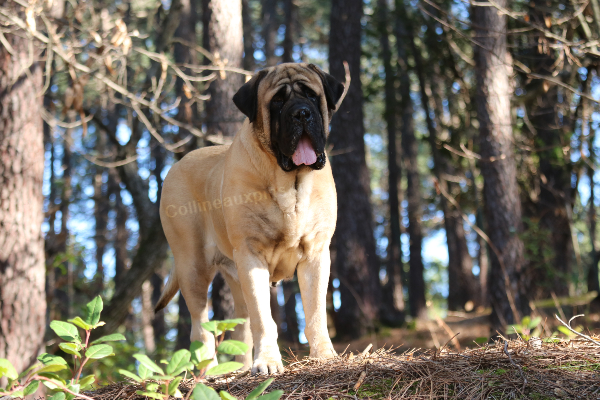 f600 mastiff EOS 3 ANS ET DEMI 9423